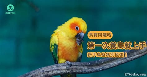 好養的鳥|慎重考慮「自身條件」 第一次養鳥就上手：別輕易挑。